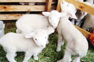 Sheep Farm Sheep Farm